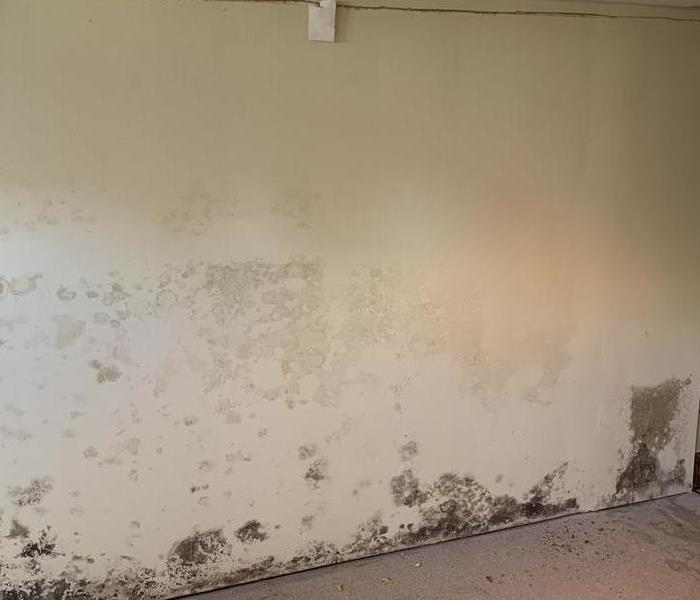 dry wall with mold
